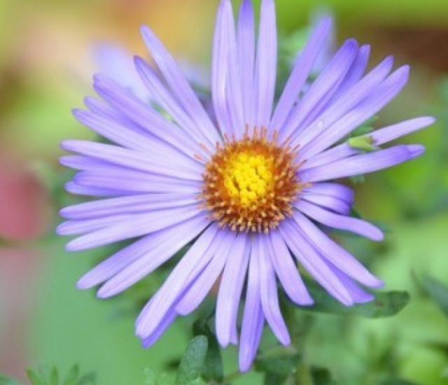 Symphyotrichum oblongifolium 'October Skies' avatar