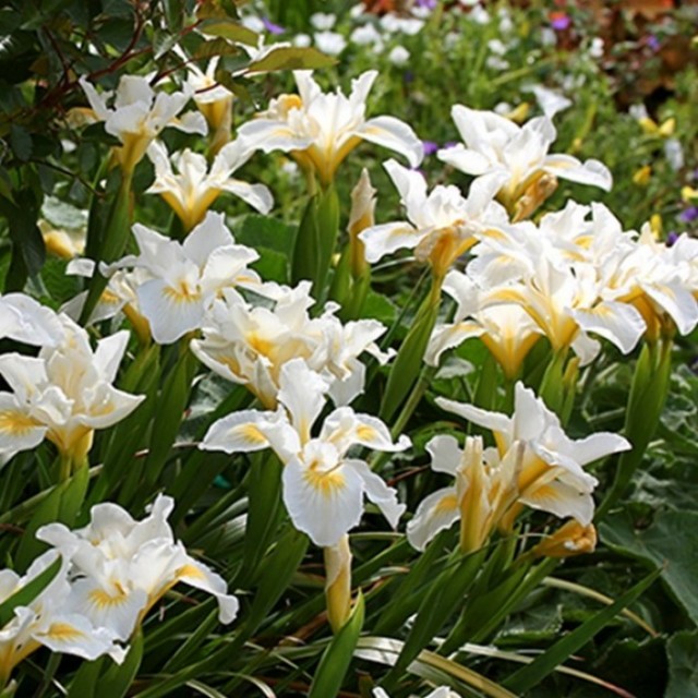 Budburst | Douglas iris 'Canyon Snow'