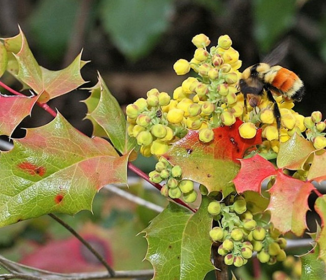 Berberis aquifolium avatar