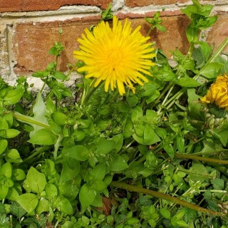 dandelion greens in hindi