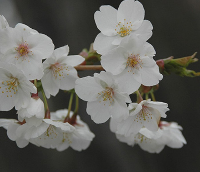 Budburst Flowering Cherry 'Snow Goose'