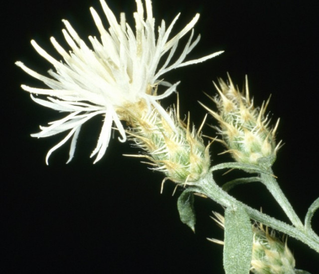Centaurea diffusa avatar