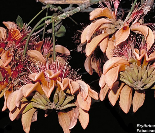 Erythrina  sandwicensis avatar