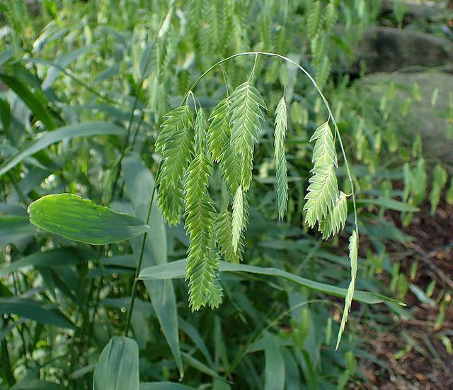 Chasmanthium latifolium avatar