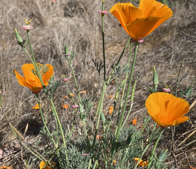 The California Poppy