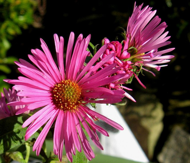 Symphyotrichum novae-angliae 'Andenken an Alma Potschke' avatar