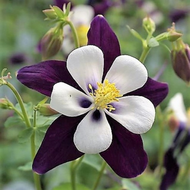 species image