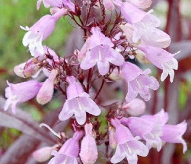 Penstemon digitalis 'Pocahontas' avatar