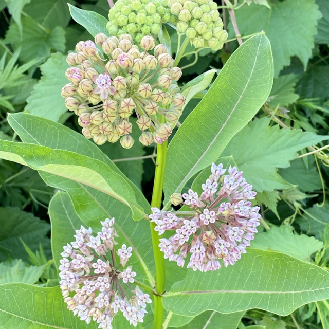 Budburst Common Milkweed