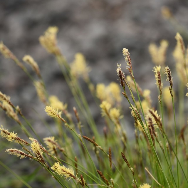 species image