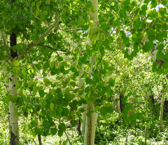 Populus tremuloides avatar