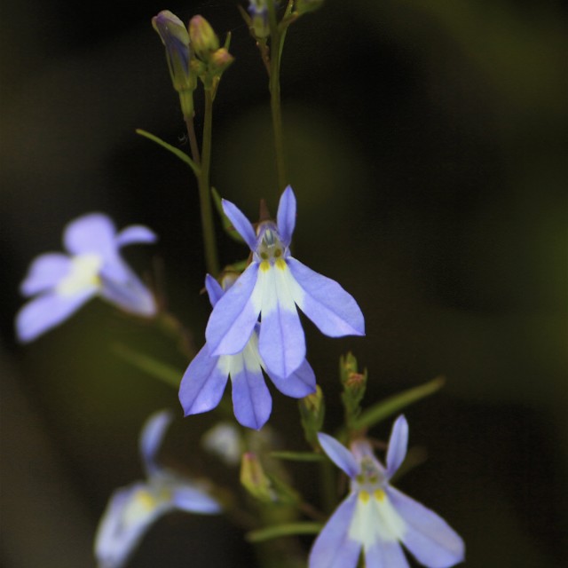species image