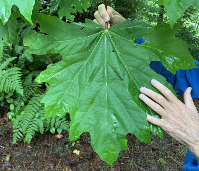 About Bigleaf maple, Tree species identification, common uses and  applications, Hardwood species
