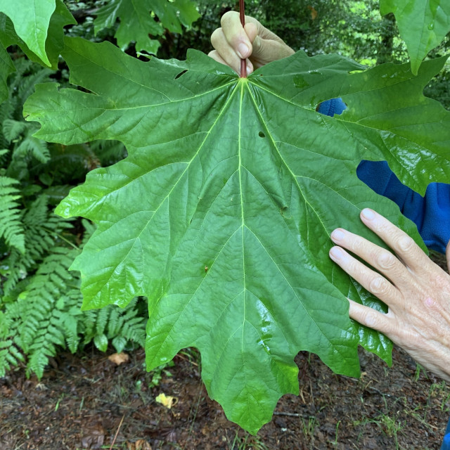 Budburst Bigleaf Maple