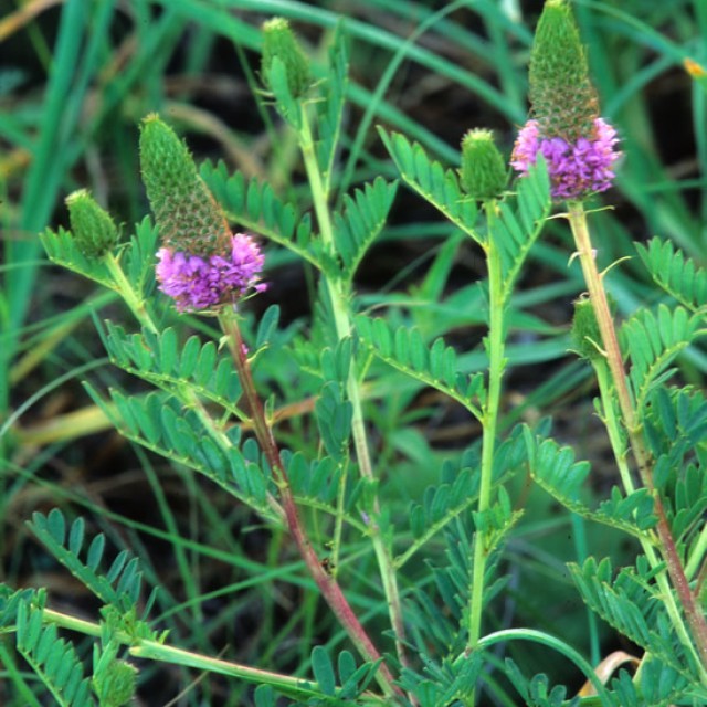 species image