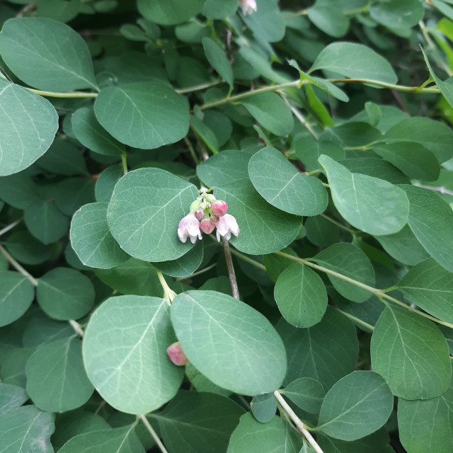 Snowberry Plant Info - When And Where To Plant Snowberry Bushes