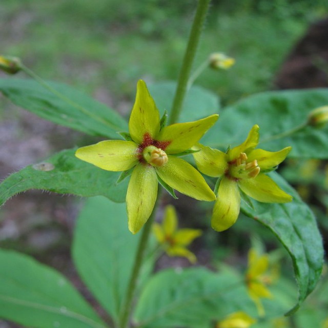 species image