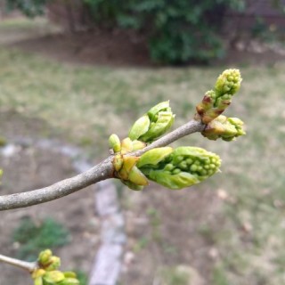 Budburst  common lilac