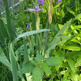 Iris versicolor (Blueflag) Iridaceae