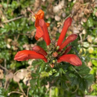 Budburst | Scarlet gilia