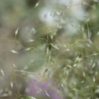 Budburst  Sweetgrass