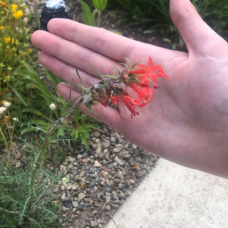 Budburst | Scarlet gilia