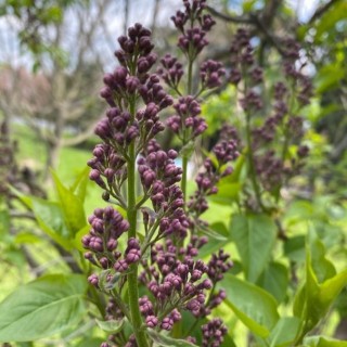 Budburst  common lilac