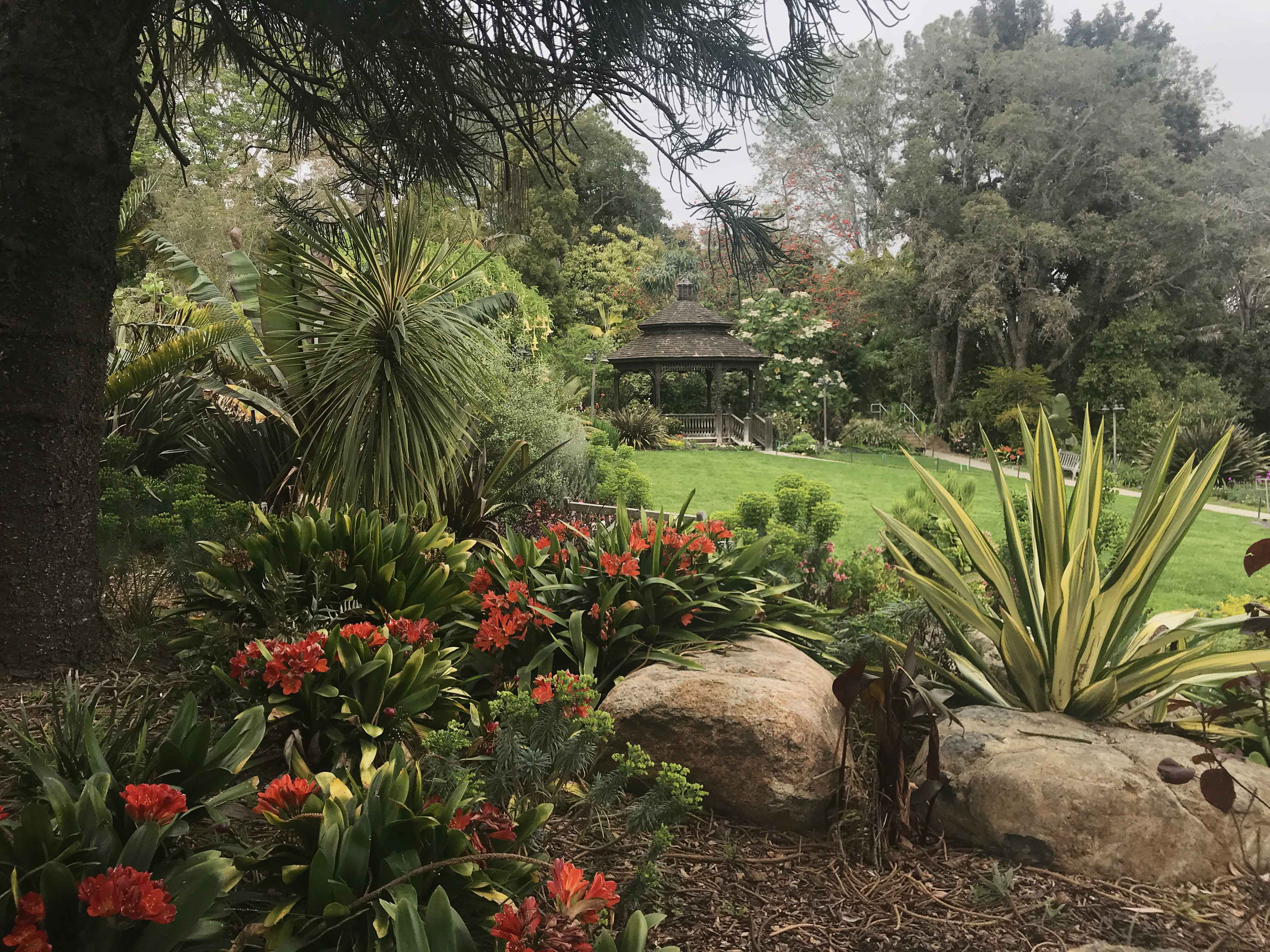 Budburst San Diego Botanic Garden