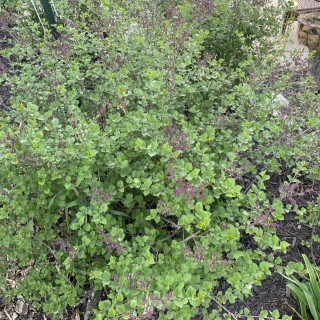 Budburst  common lilac