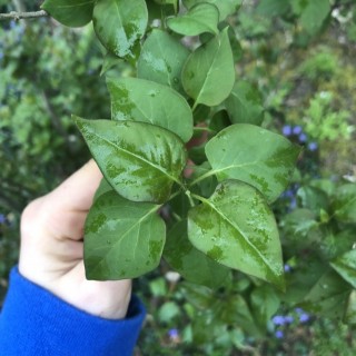 Budburst  common lilac
