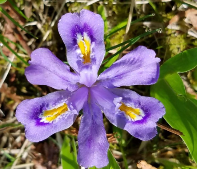 Iris lacustris avatar