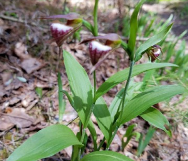 Cypripedium arietinum avatar