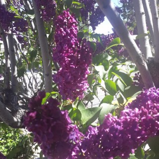 Budburst  common lilac